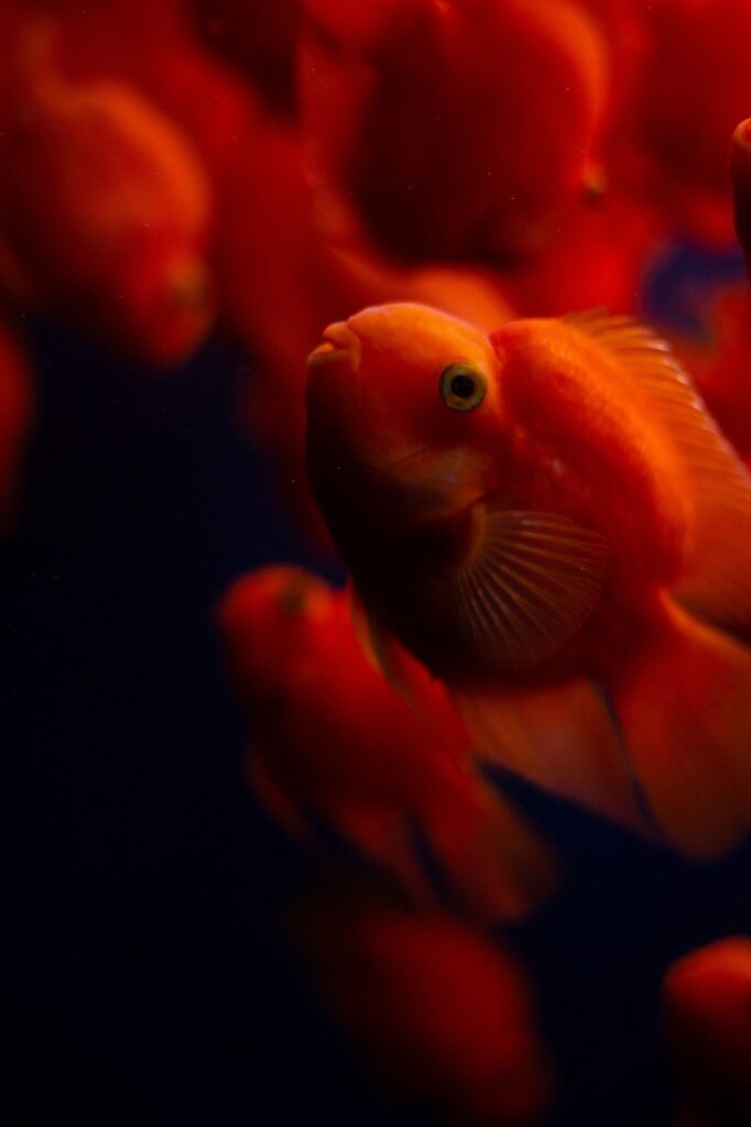 電話占いで復縁を目指す年末年始に連絡するタイミングは？